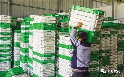 菜園子里種出幸?；?新野縣施庵鎮(zhèn)農(nóng)產(chǎn)品蔬菜基地