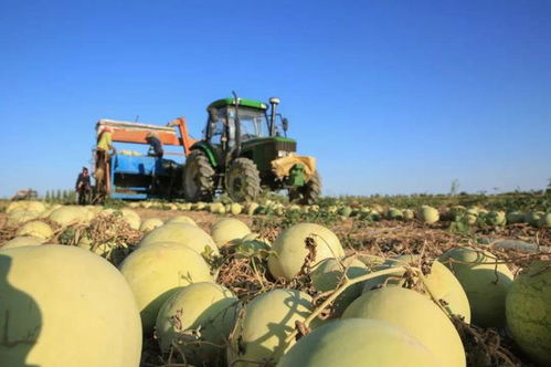 新疆生產建設兵團對新疆有多重要 兵團最少在新疆起到了三個重要作用