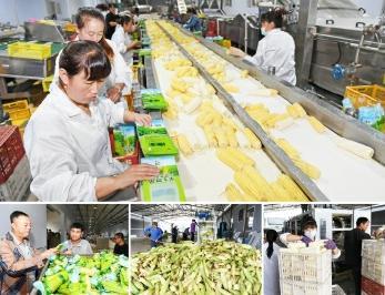 豐收了! 朝陽(yáng)水果玉米遠(yuǎn)銷(xiāo)海外