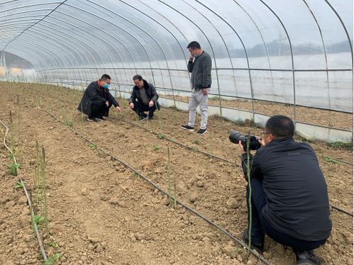 四川省農(nóng)業(yè)科學(xué)院 遙感應(yīng)用研究所 省農(nóng)科院經(jīng)作所科技人員赴涼山州開(kāi)展科技服務(wù)