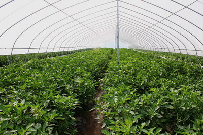 天水市蔬菜新品種現(xiàn)場(chǎng)觀(guān)摩會(huì)在清水縣召開(kāi)(組圖)