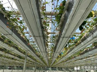 呈貢寶珠梨、繡球花、草莓等農特產品亮相2023全國&ldquo;土特產&rdquo;集中推薦活動現場