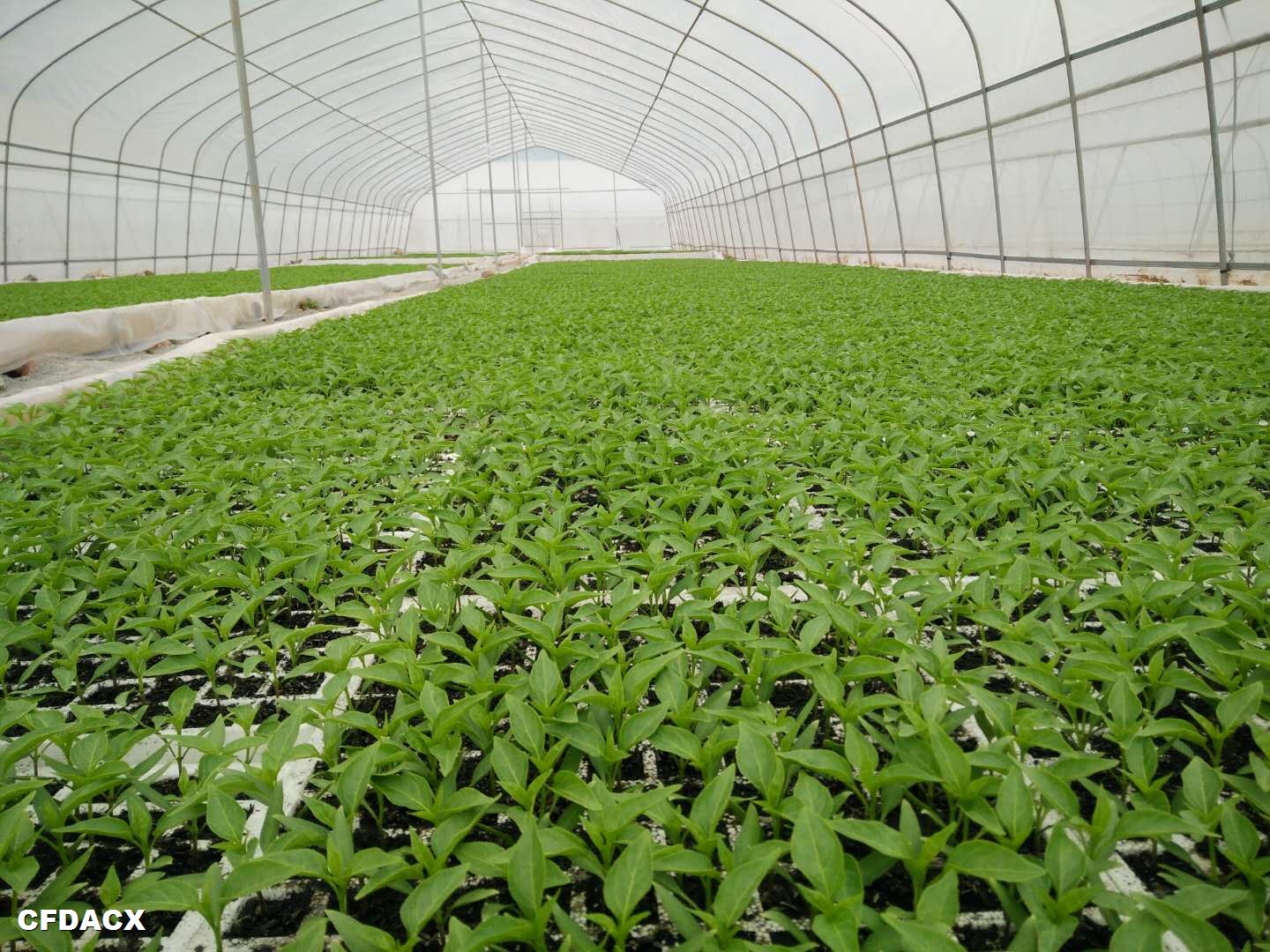 貴州一品紅農(nóng)業(yè)開發(fā)