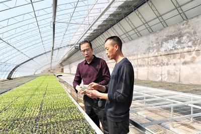 人勤春來早 大棚育苗忙