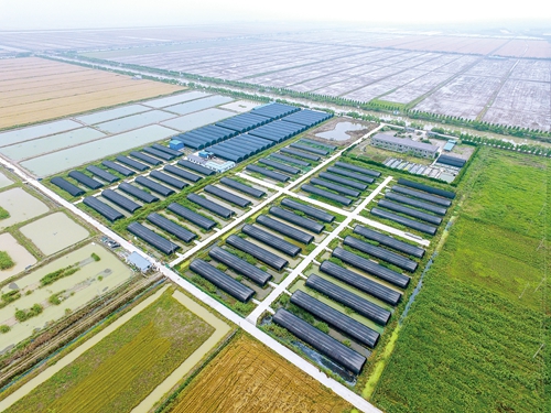 浙江慈溪恒海農(nóng)業(yè)鐵皮石斛長(zhǎng)勢(shì)喜人，助力現(xiàn)代農(nóng)業(yè)高質(zhì)量發(fā)展