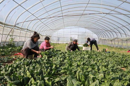 睢縣 發展特色農產品品牌建設，助農增收助力鄉村振興