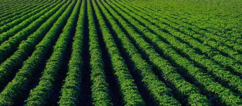 贛臺農業合作深化 融合發展成果斐然，共繪現代農業新篇章